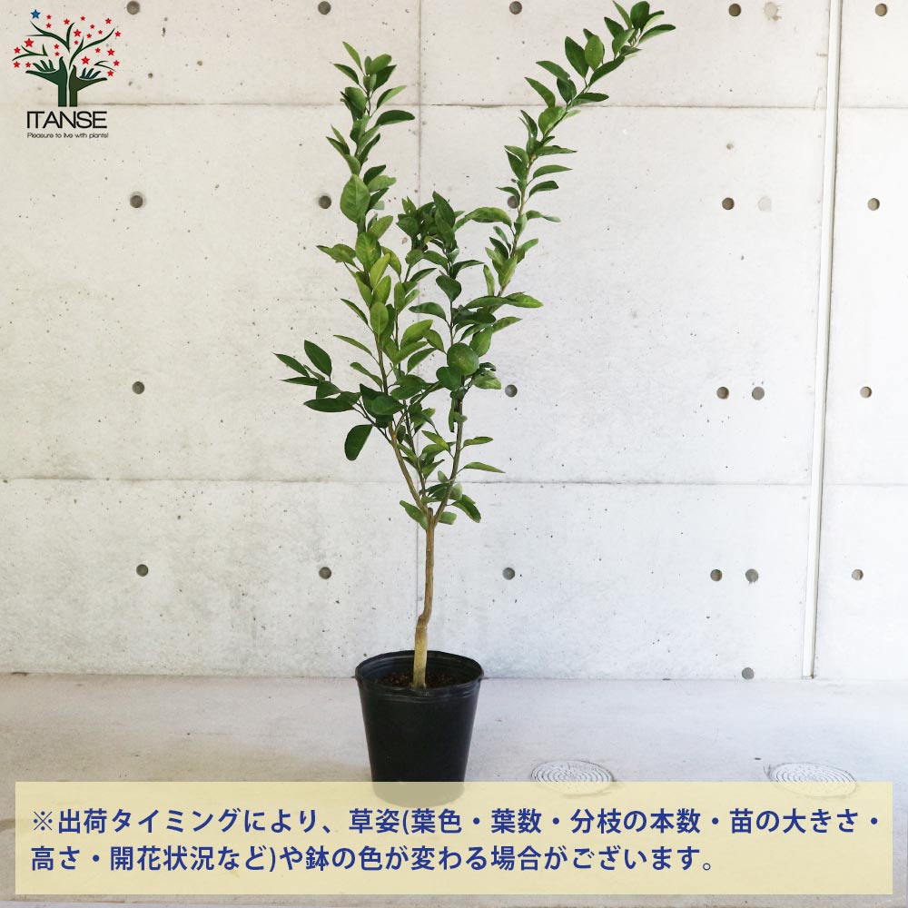 みかんの苗木 興津早生 温州ミカン【果樹の苗木 8号ポット大苗 接木苗