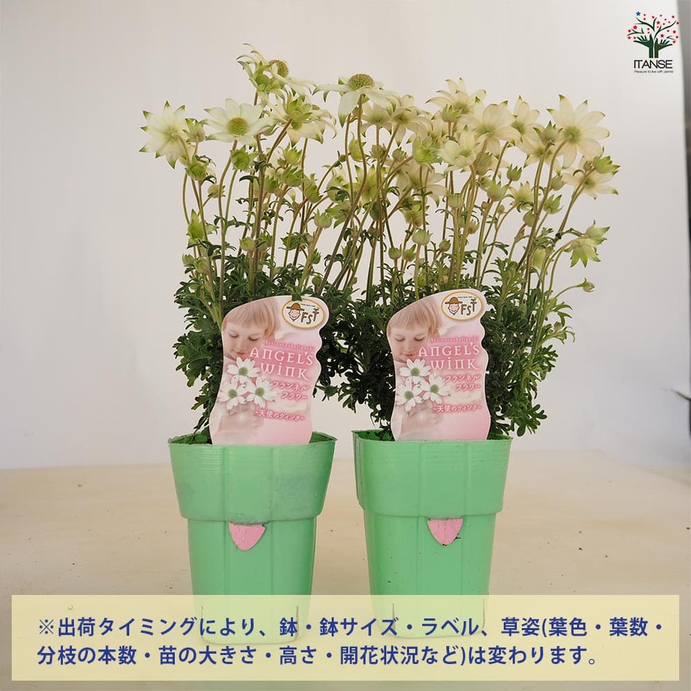 フランネルフラワー 天使のウィンク 【花苗 3.5号】｜ 【植物の