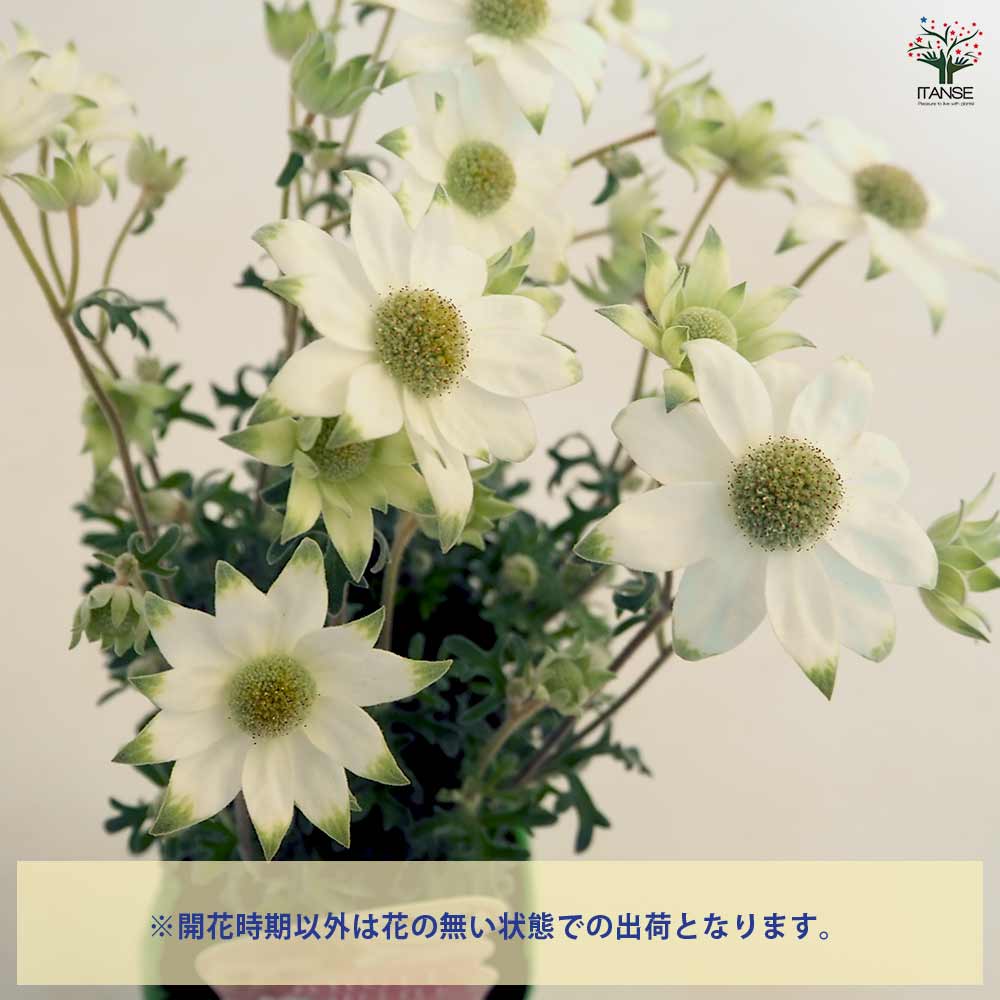 フランネルフラワー 天使のウィンク 【花苗 3.5号】｜ 【植物の