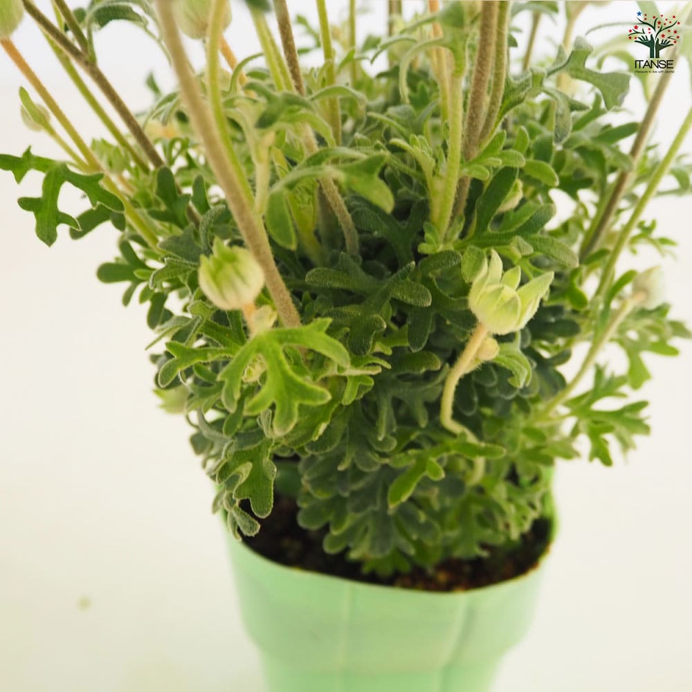 フランネルフラワー 天使のウィンク 【花苗 3.5号】｜ 【植物の