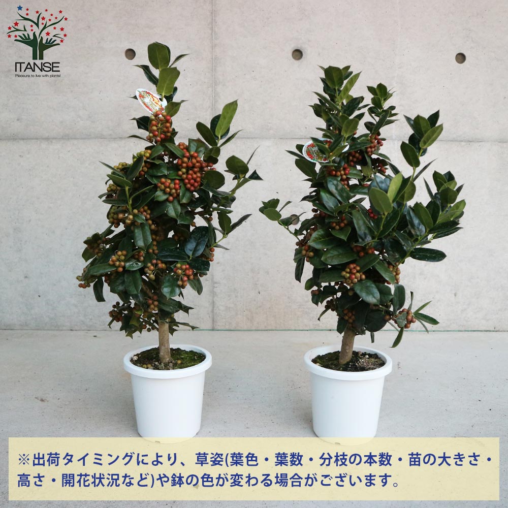 クリスマスホーリー 0 8m露地 1本 翌日出荷 1年間枯れ保証 葉や形を楽しむ木 Roshankhaneh Com