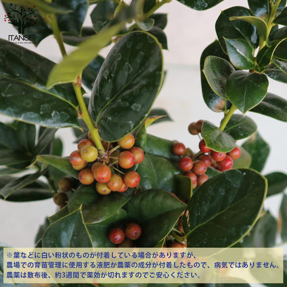 【うさ◆プロフ必読◆】高さ120㎝前後クリスマスホーリー　2本セット クリスマスホーリー 【庭木 5号鉢 実付き大苗／1個売り】｜ 【植物の