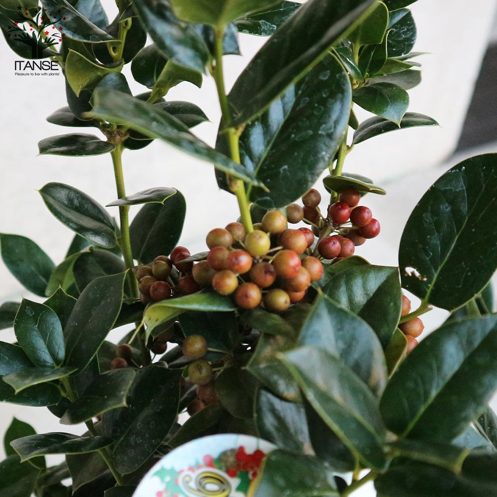 【うさ◆プロフ必読◆】高さ120㎝前後クリスマスホーリー　2本セット 見切品 葉数が少ない】クリスマスホーリー 5寸鉢 | 橋本種苗園