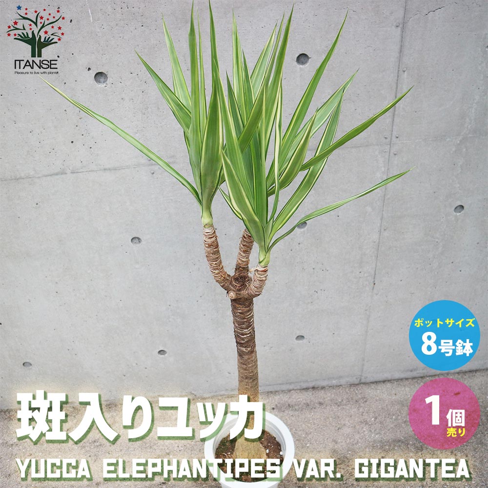 斑入りユッカ (青年の木)【観葉植物 大型 8号 Lサイズ プラスチック鉢／1個売り】