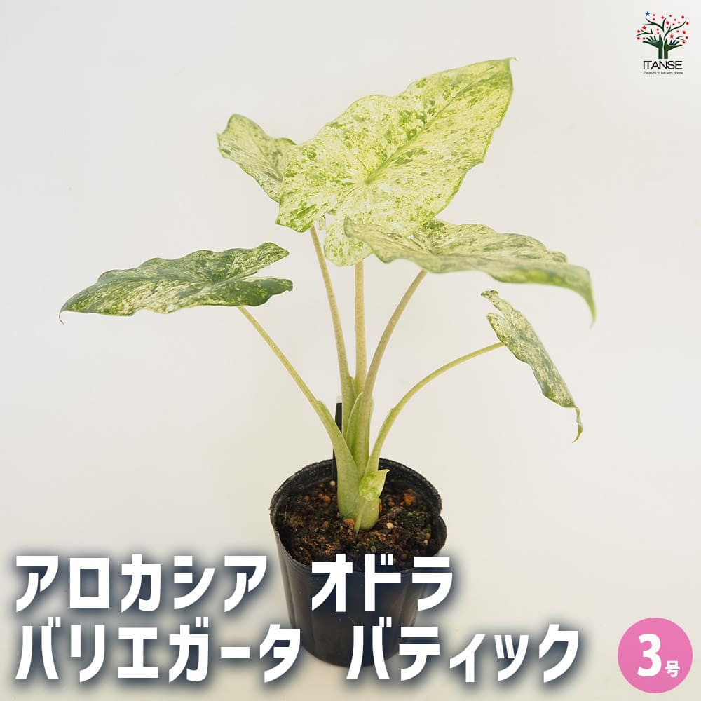 アロカシア オドラバリエガータバティック ジャックリンアロイド 観葉植物 抜き苗 アロカシア オドラ バリエガータ バティック 【観葉植物 3号