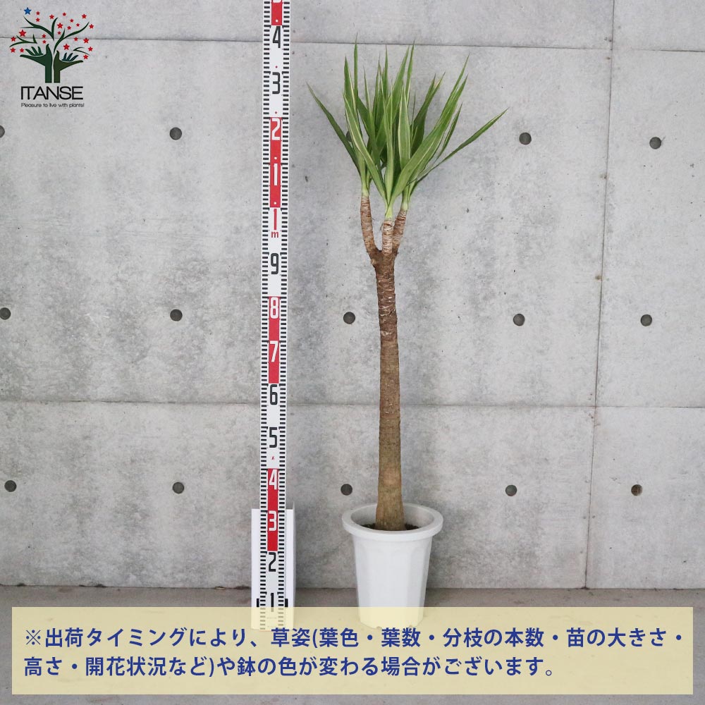 斑入りユッカ (青年の木)【観葉植物 大型 8号 Lサイズ プラスチック鉢／1個売り】