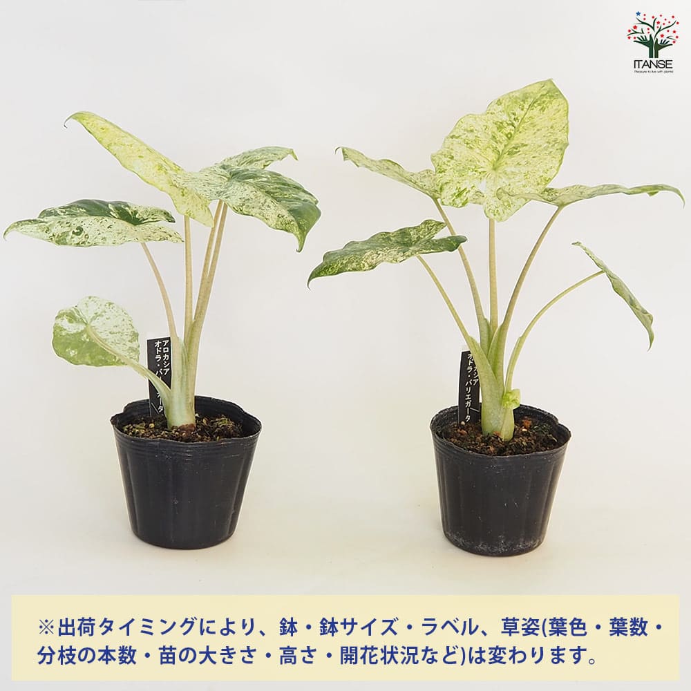 アロカシア オドラバリエガータバティック ジャックリンアロイド 観葉植物 抜き苗 アロカシア オドラバリエガータバティック ジャックリンアロイド