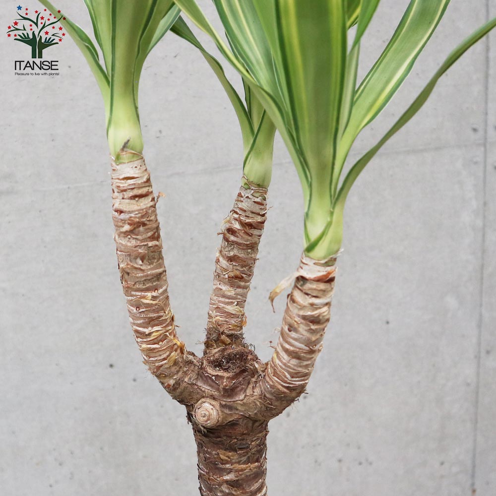 斑入りユッカ (青年の木)【観葉植物 大型 8号 Lサイズ プラスチック鉢／1個売り】