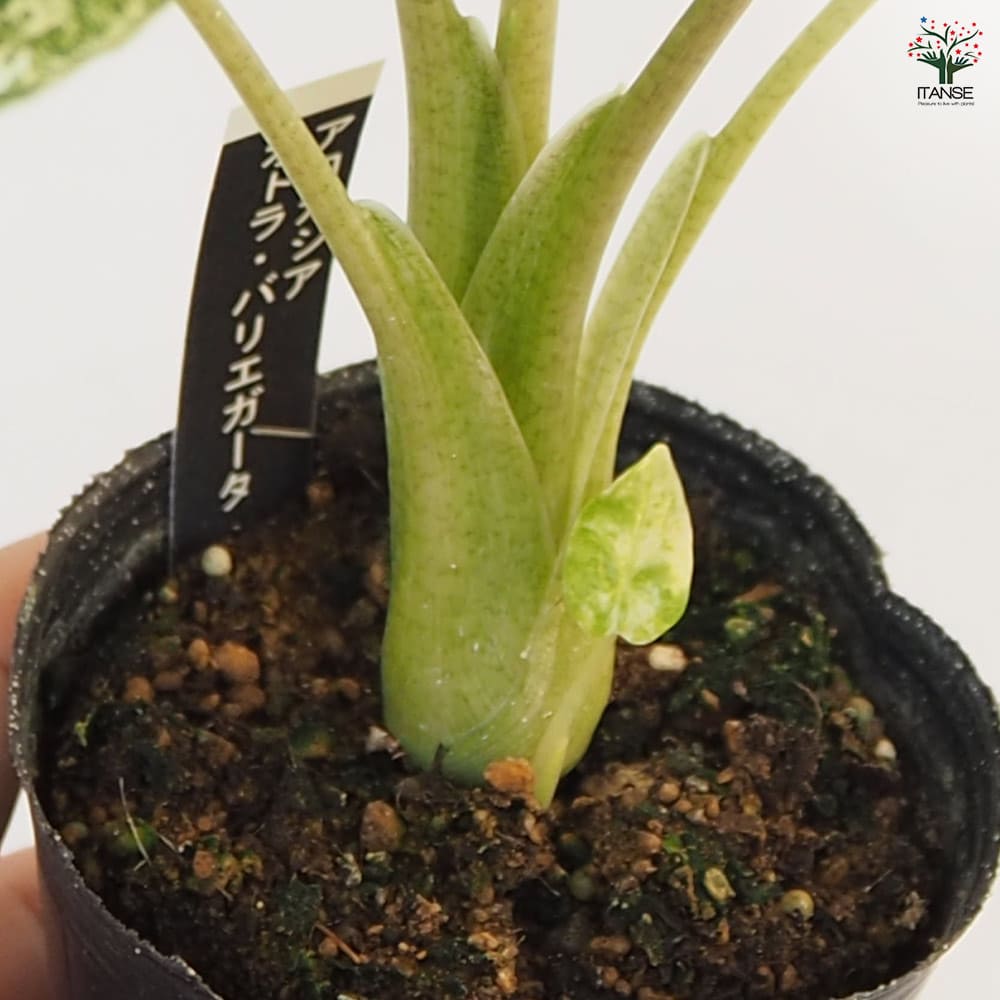 アロカシア オドラバリエガータバティック ジャックリンアロイド 観葉植物 抜き苗 アロカシア オドラ バリエガータ バティック 【観葉植物 3号