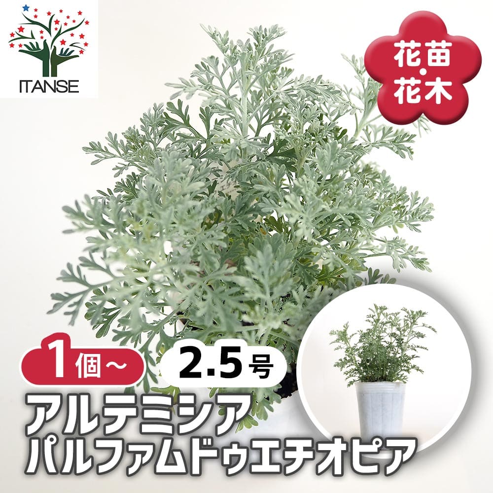 アルテミシア パルファムドゥエチオピア 【花苗 2.5号】