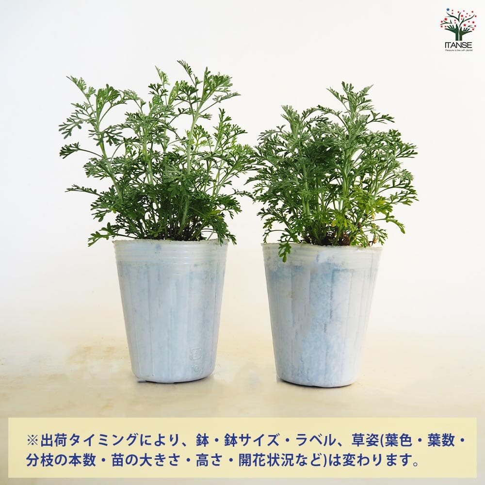 アルテミシア パルファムドゥエチオピア 【花苗 2.5号】