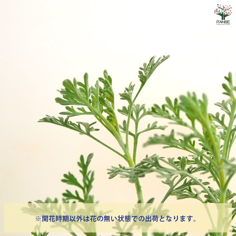 アルテミシア パルファムドゥエチオピア 【花苗 2.5号】