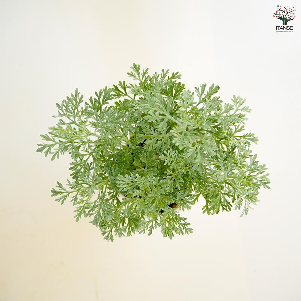 アルテミシア パルファムドゥエチオピア 【花苗 2.5号】