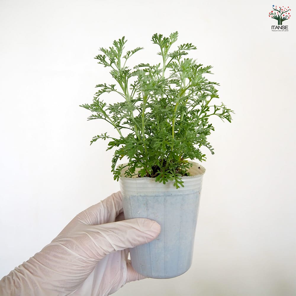 アルテミシア パルファムドゥエチオピア 【花苗 2.5号】