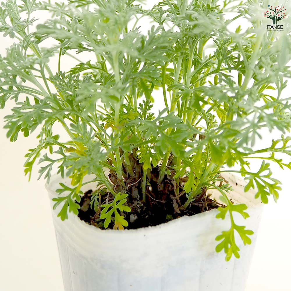 アルテミシア パルファムドゥエチオピア 【花苗 2.5号】