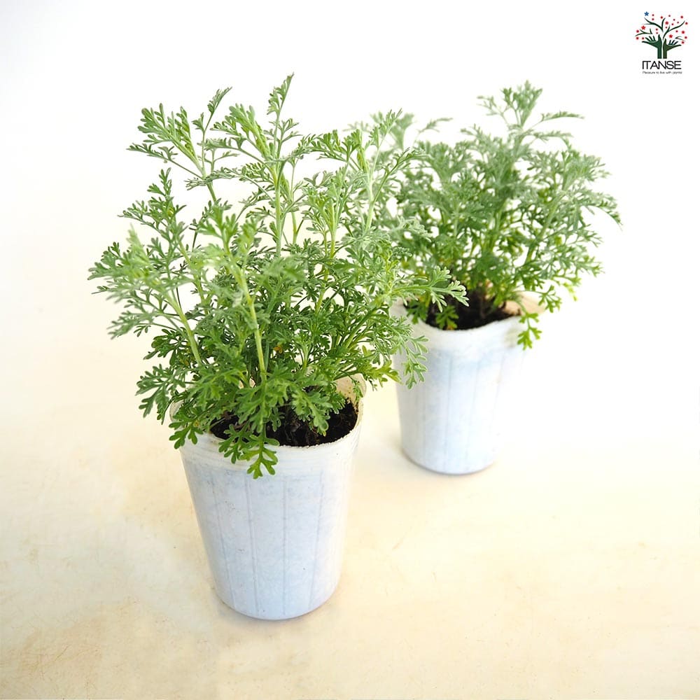 アルテミシア パルファムドゥエチオピア 【花苗 2.5号】