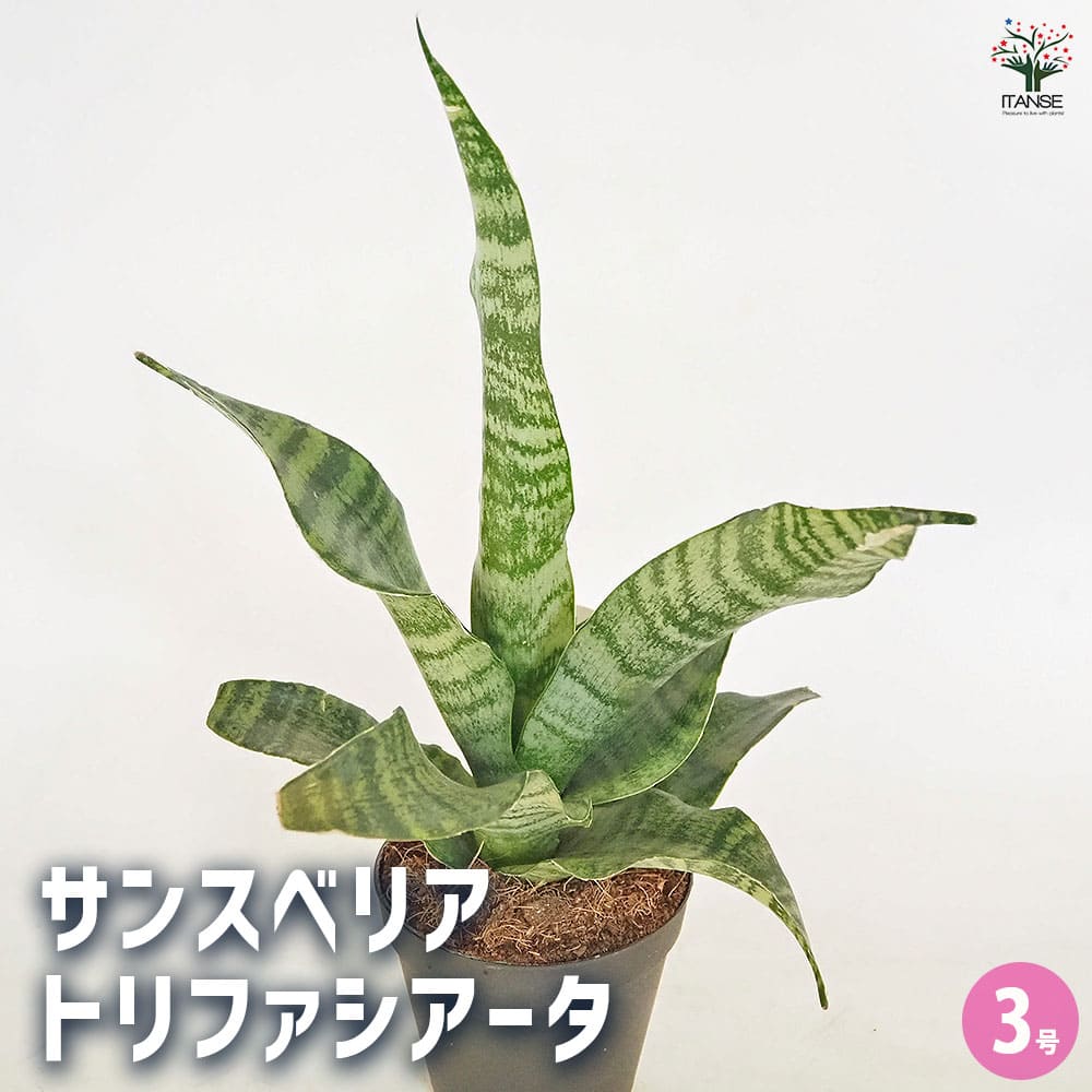 サンスベリア トリファシアータ 【観葉植物 3号／1個売り】｜ 【植物の