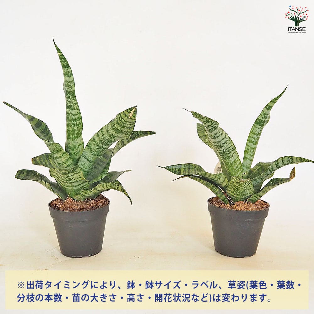 サンスベリア トリファシアータ 【観葉植物 3号／1個売り】｜ 【植物の