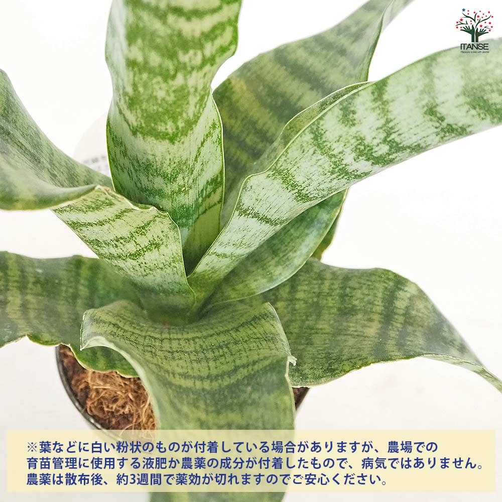 サンスベリア トリファシアータ 【観葉植物 3号／1個売り】｜ 【植物の