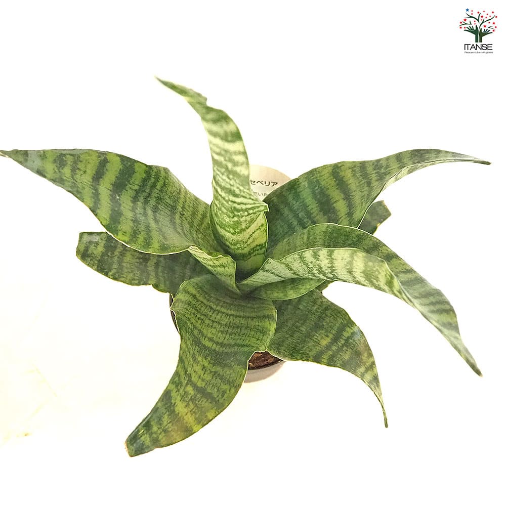 サンスベリア トリファシアータ 【観葉植物 3号／1個売り】｜ 【植物の