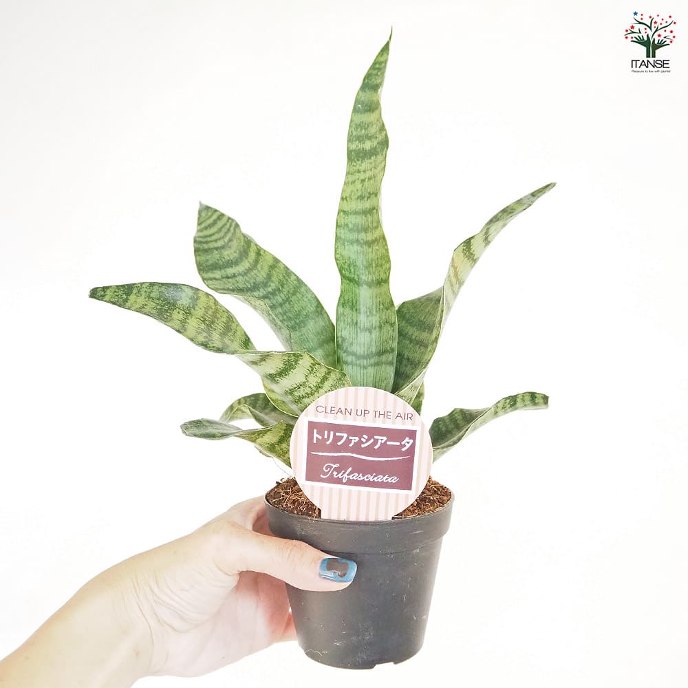 サンスベリア トリファシアータ 【観葉植物 3号／1個売り】｜ 【植物の