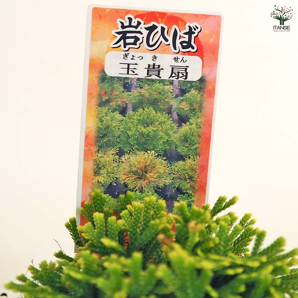 イワヒバ 古典園芸植物 巻柏 岩松 - Yahoo!オークション 丹頂・楊貴妃