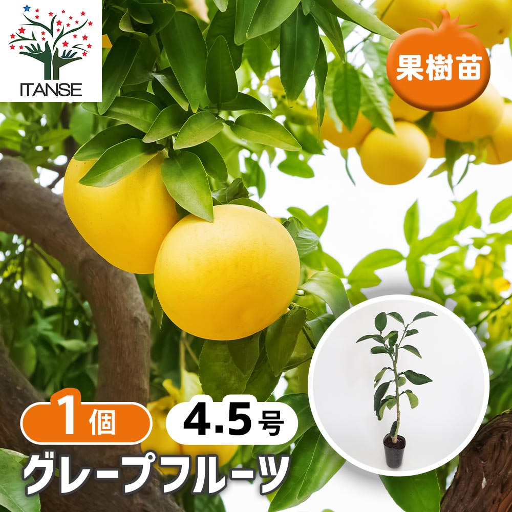 グレープフルーツの苗木 【果樹の苗木 4.5号／1個売り