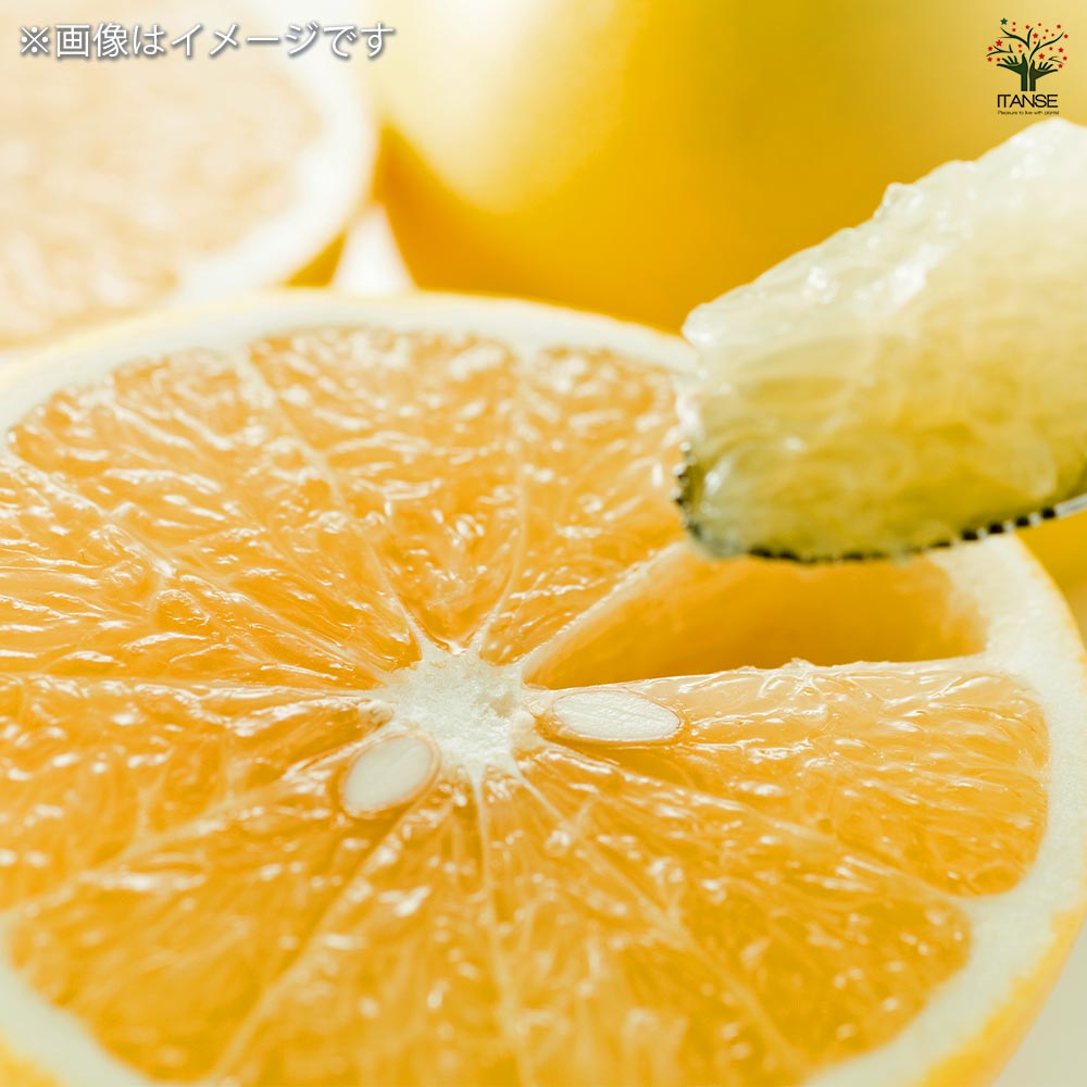 グレープフルーツの苗木 【果樹の苗木 4.5号／1個売り】