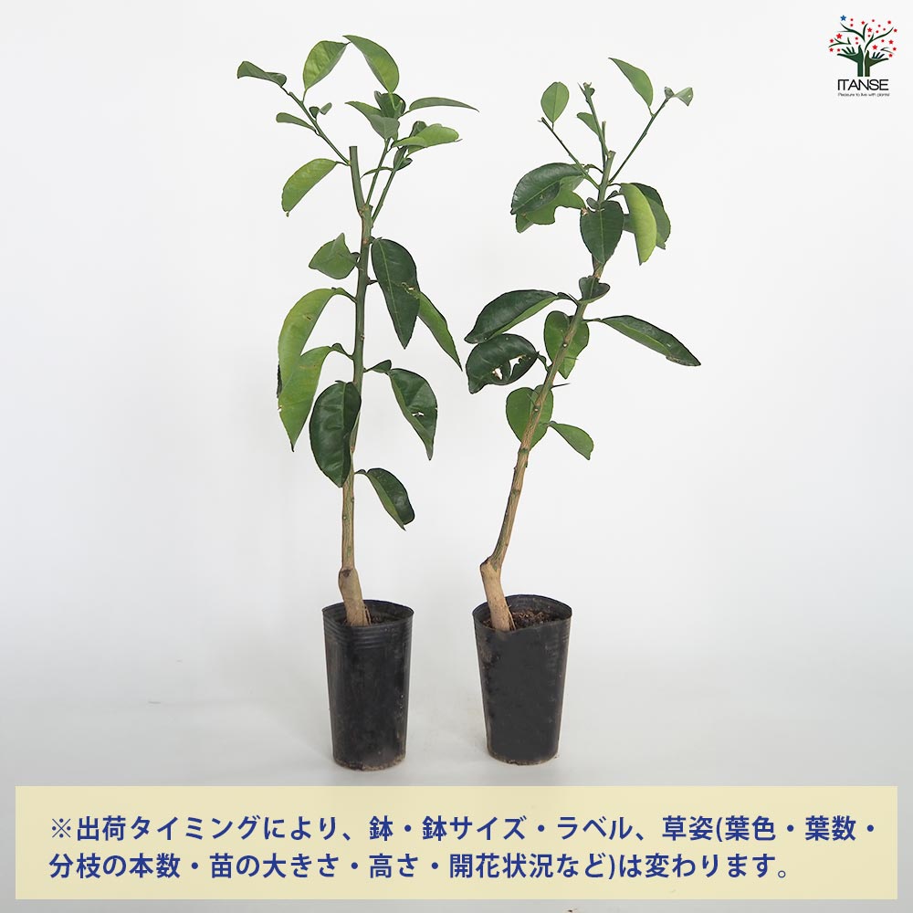 果実つき　4年生　グレープフルーツ接木苗／苗木　樹高120センチ 果実つき 4年生 グレープフルーツ接木苗／苗木 樹高120センチ