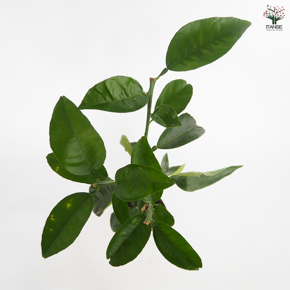 グレープフルーツの苗木 【果樹の苗木 4.5号／1個売り】