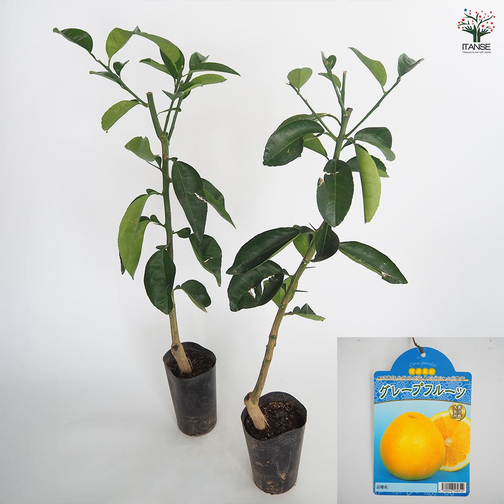 グレープフルーツの苗木 【果樹の苗木 4.5号／1個売り】