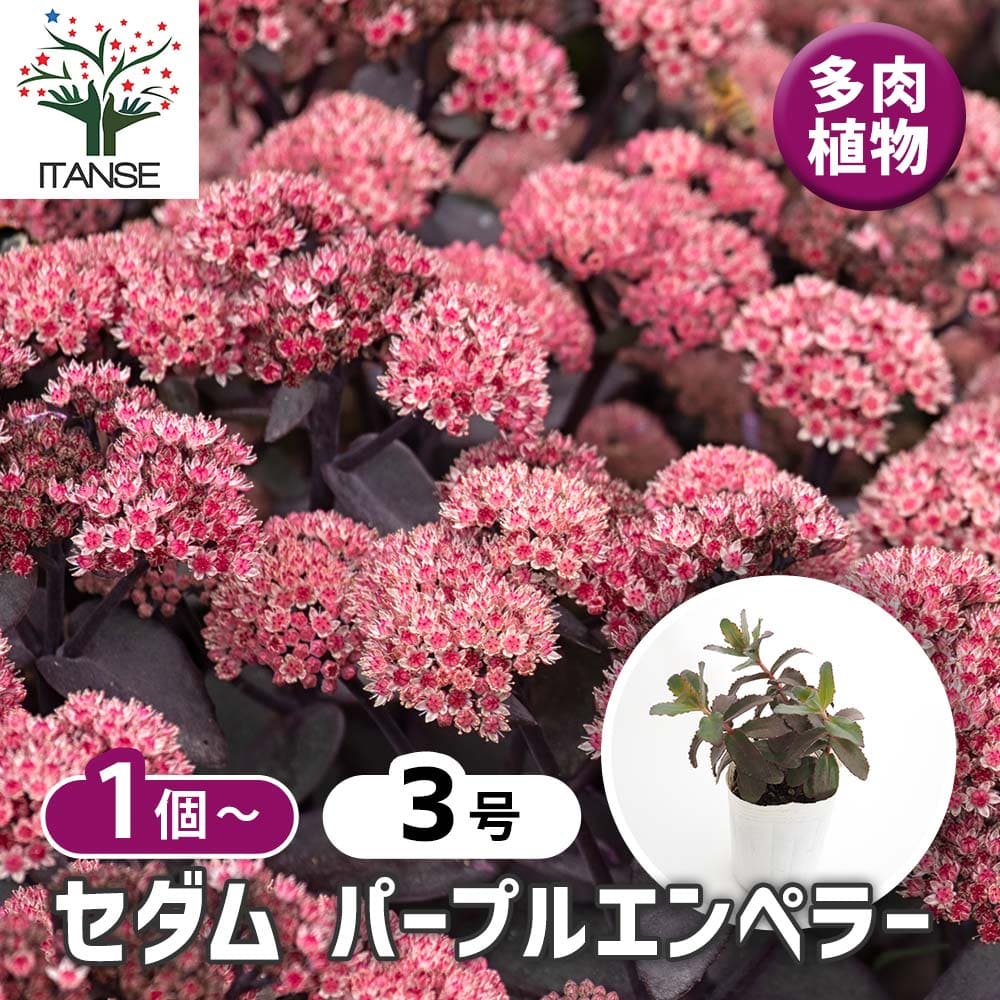 セダム パープルエンペラー 【多肉植物 3号】｜ 【植物のITANSE