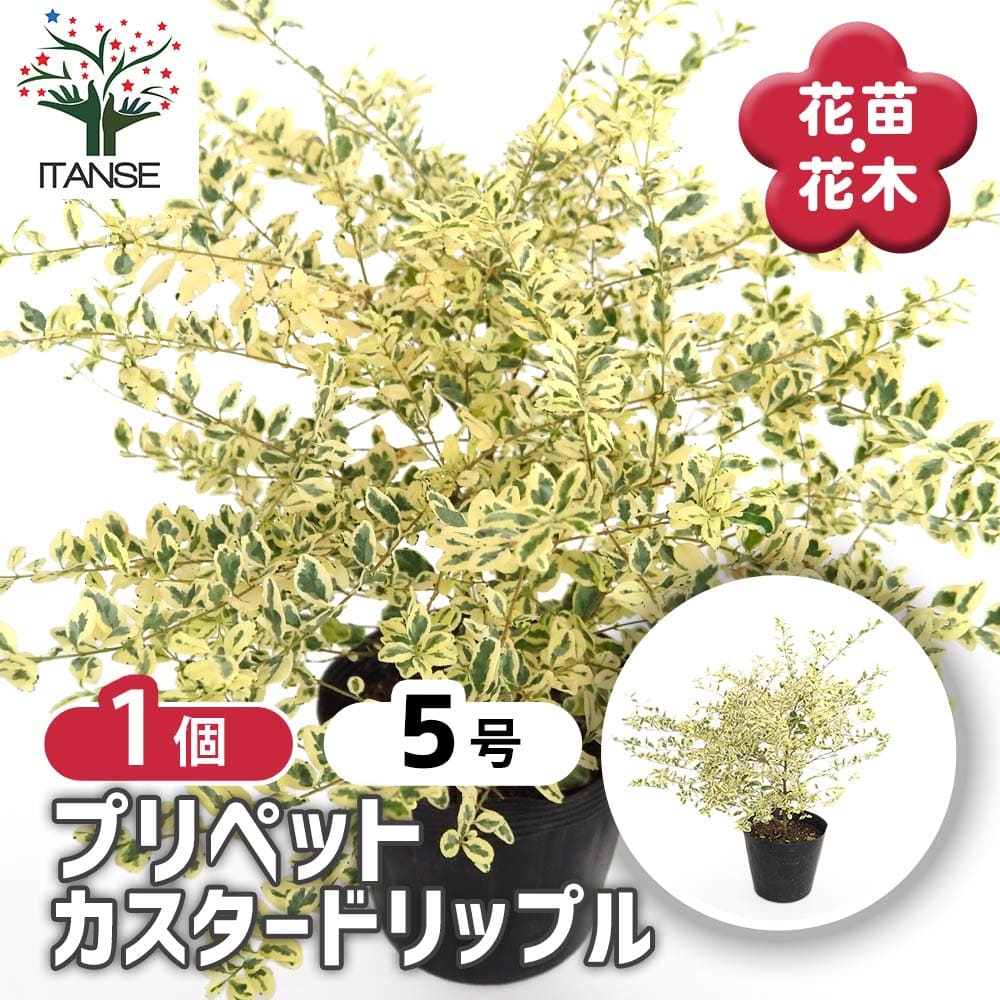 プリペット カスタードリップル 【花木苗 5号／1個売り】｜ 【植物の