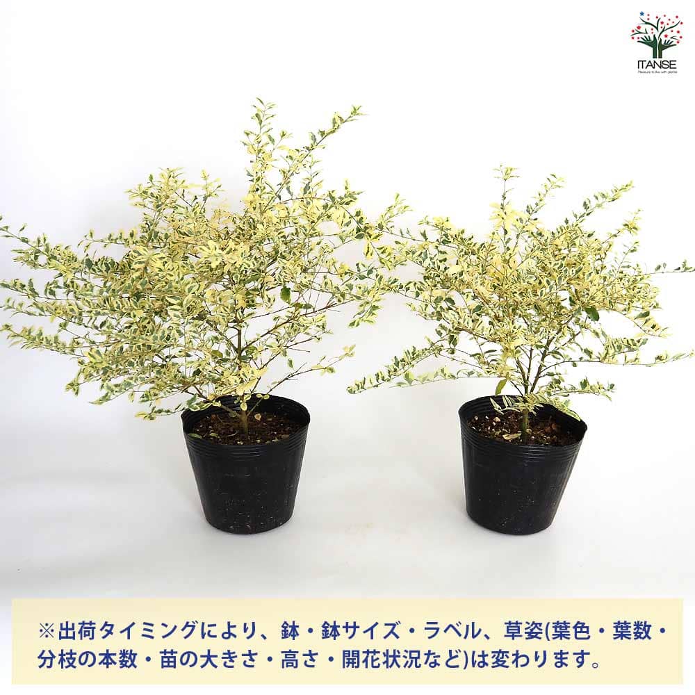 プリペット カスタードリップル 【花木苗 5号／1個売り】