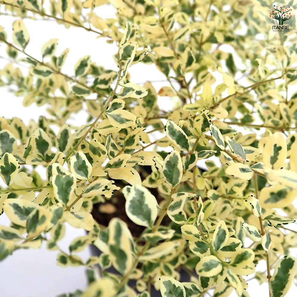 プリペット カスタードリップル 【花木苗 5号／1個売り】｜ 【植物のＩＴＡＮＳＥ】全品送料無料・即出荷!