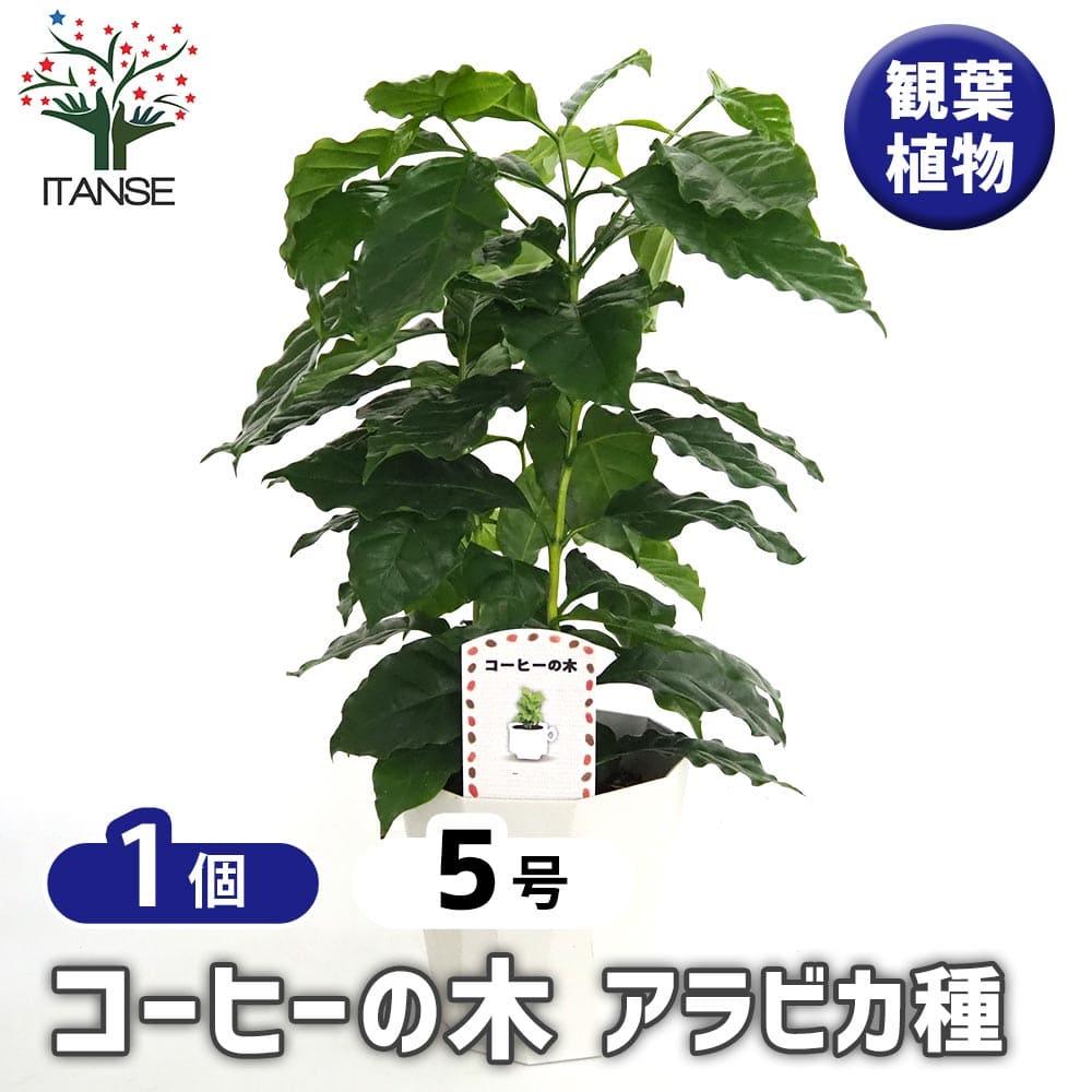 コーヒーの木 アラビカ種 【観葉植物 5号/1個売り】| 【植物の コーヒーの木 アラビカ種 【観葉植物 5号/1個売り】| 【植物の
