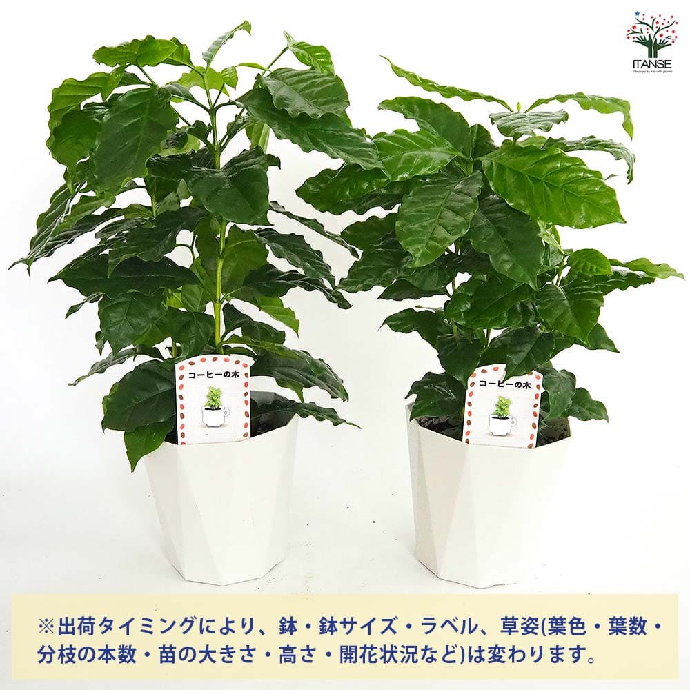 コーヒーの木 アラビカ種 【観葉植物 5号／1個売り】｜ 【植物の