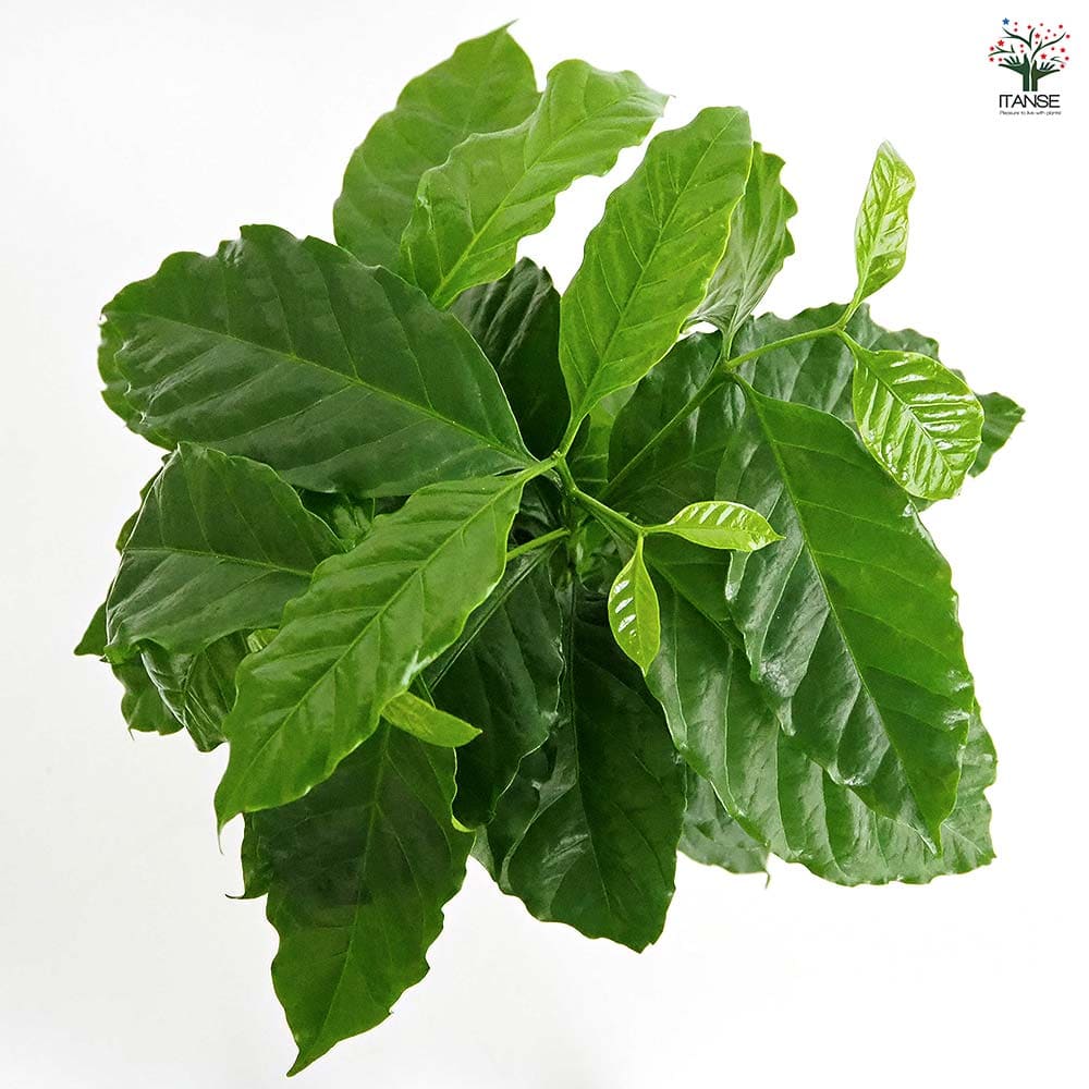 コーヒーの木 アラビカ種 【観葉植物 5号／1個売り】｜ 【植物の