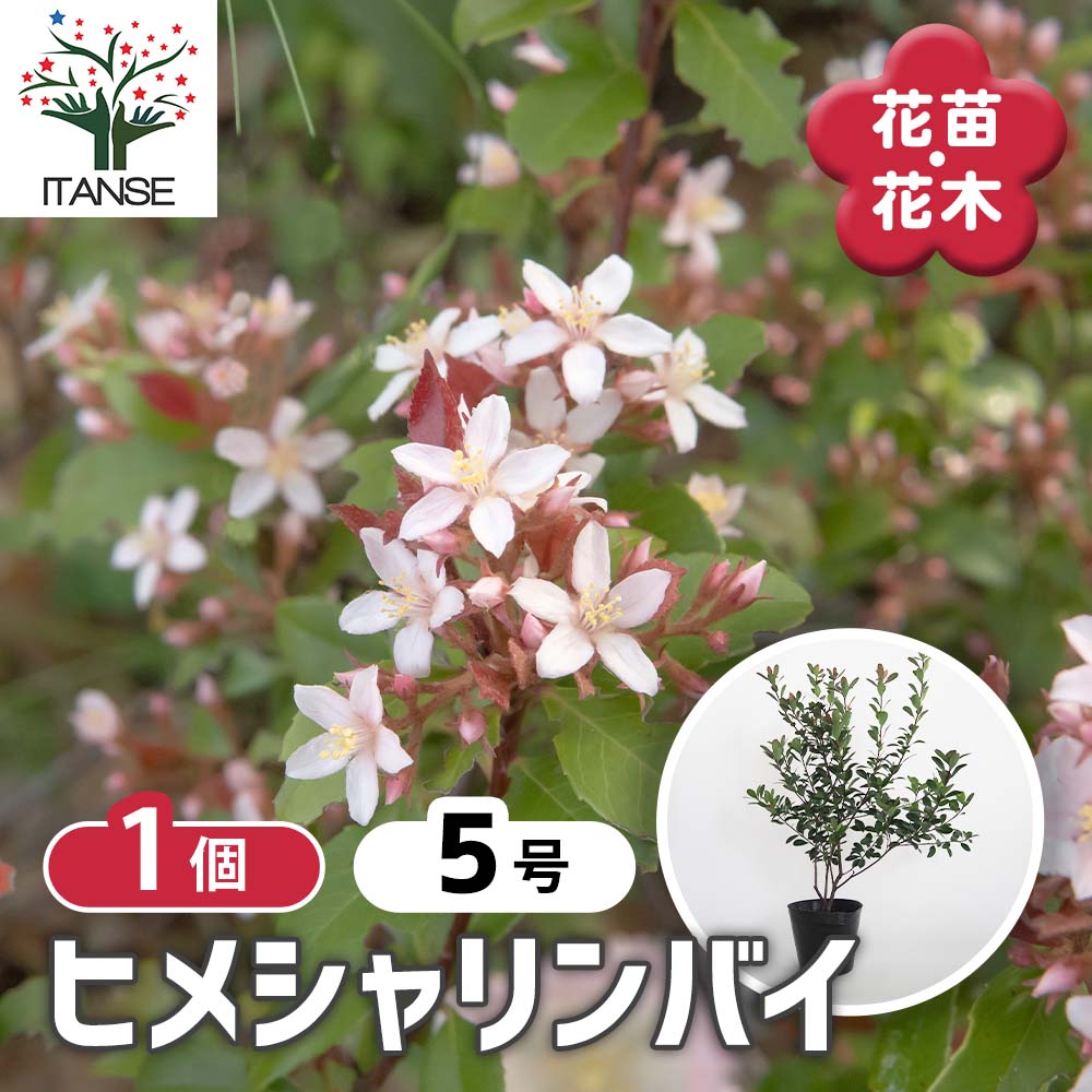 グリーン】 👡 花木 庭木の苗/シャリンバイ（車輪梅）：白花5号ポット