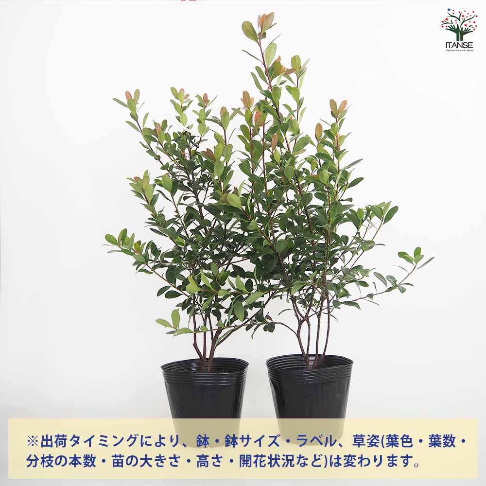 ヒメシャリンバイ 【花木苗 5号／1個売り】｜ 【植物のITANSE