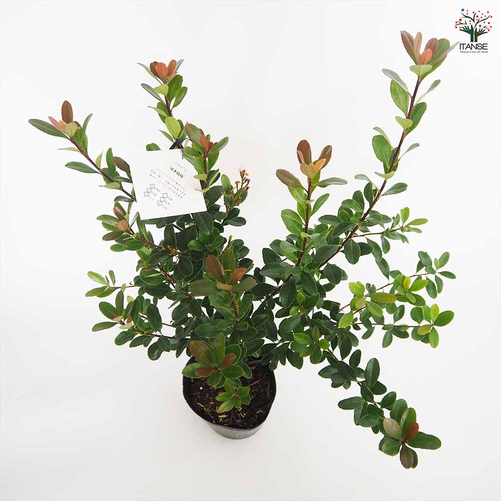 ヒメシャリンバイ 【花木苗 5号／1個売り】｜ 【植物のITANSE