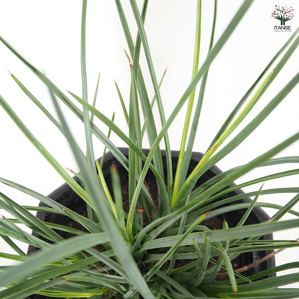 ユッカ ヘスペロユッカ 【観葉植物 8号／1個売り】｜ 【植物の