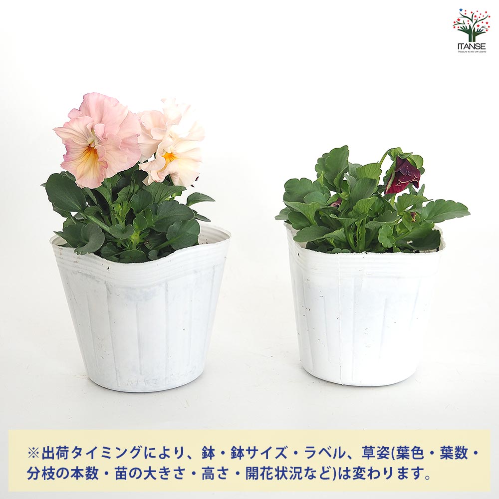 うえたコレクション パンジー・ビオラ 春マンボー2個～ 【花苗 3.5号