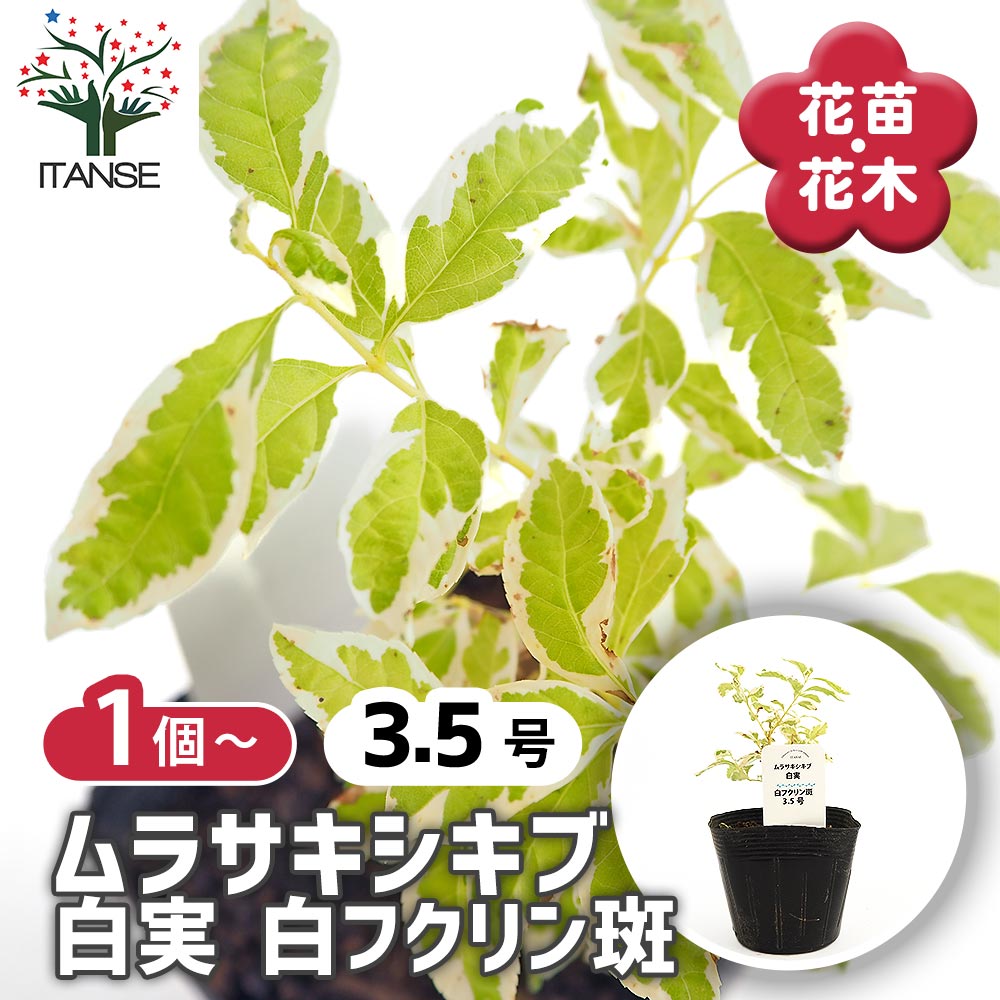 ムラサキシキブ(紫式部) 白実 白フクリン斑 【花木苗 3.5号】｜ 【植物