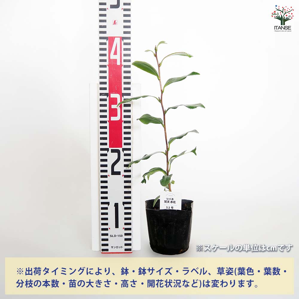 椿(ツバキ)の苗木 梵天 赤花 【花木苗 3.5号】｜ 【植物のITANSE