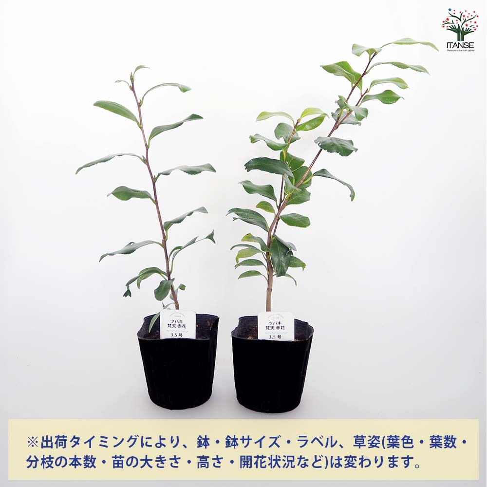 椿(ツバキ)の苗木 梵天 赤花 【花木苗 3.5号】｜ 【植物のITANSE