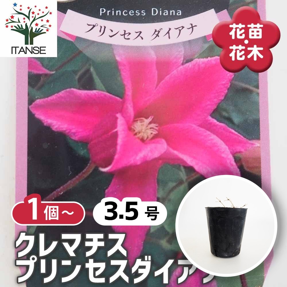 クレマチス プリンセスダイアナ 【花苗 3.5号】｜ 【植物の