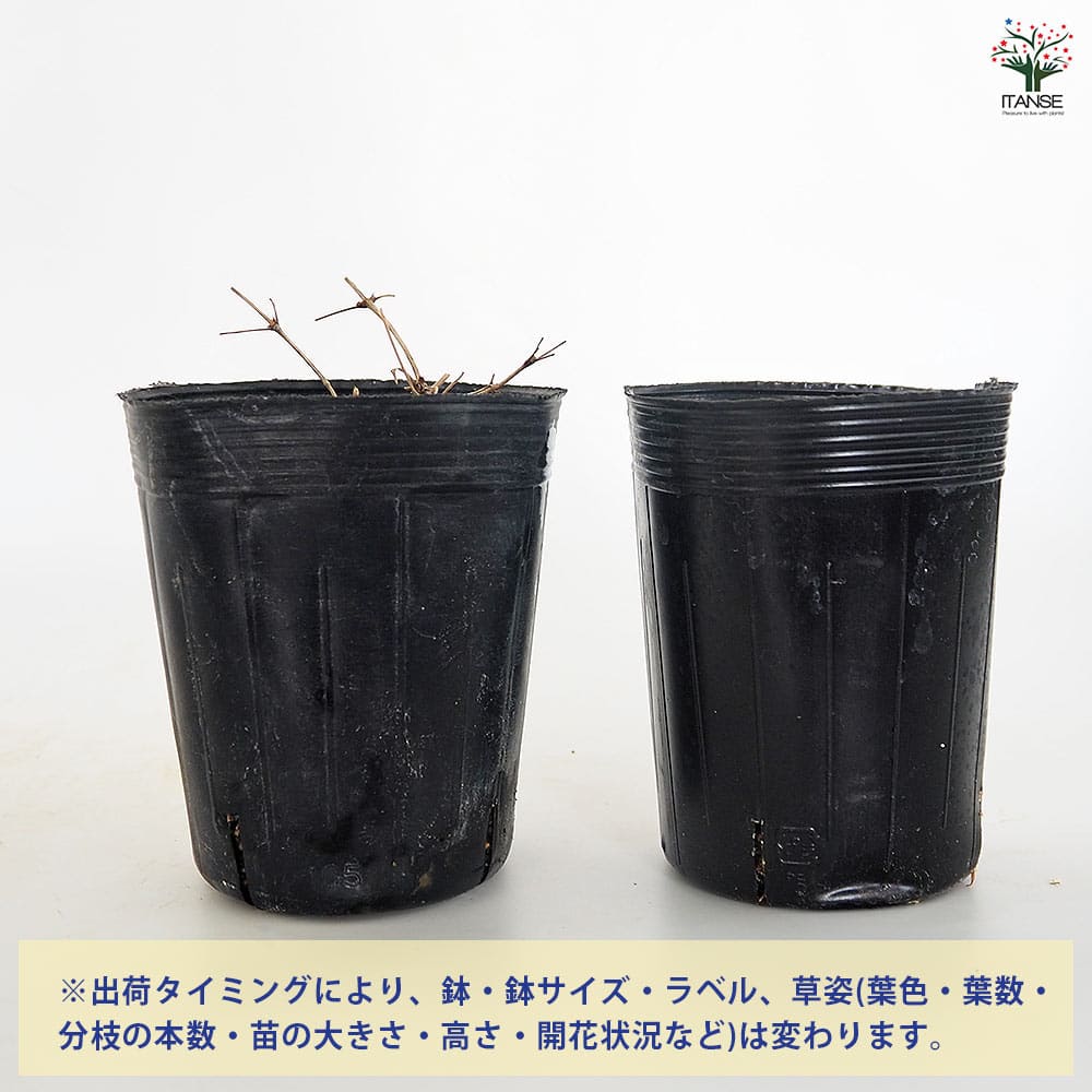 クレマチス プリンセスダイアナ 【花苗 3.5号】｜ 【植物の