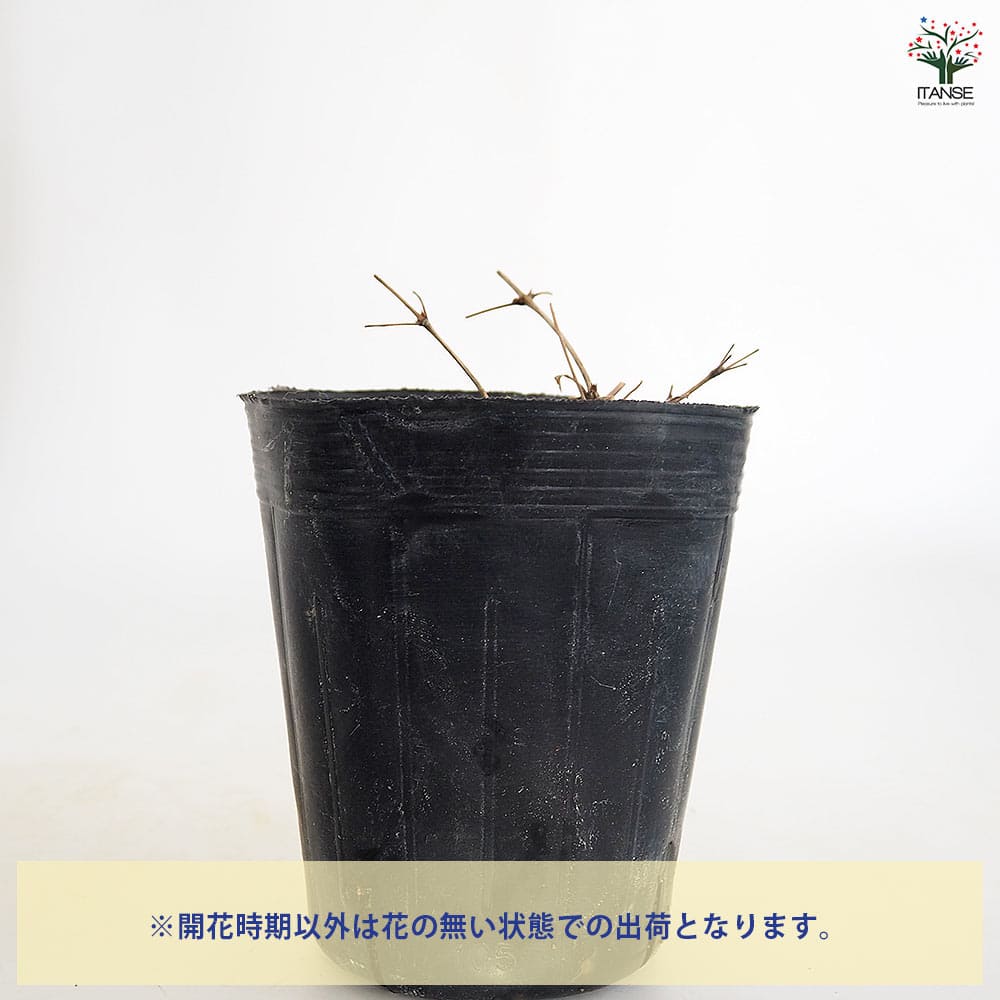 クレマチス プリンセスダイアナ 【花苗 3.5号】｜ 【植物の