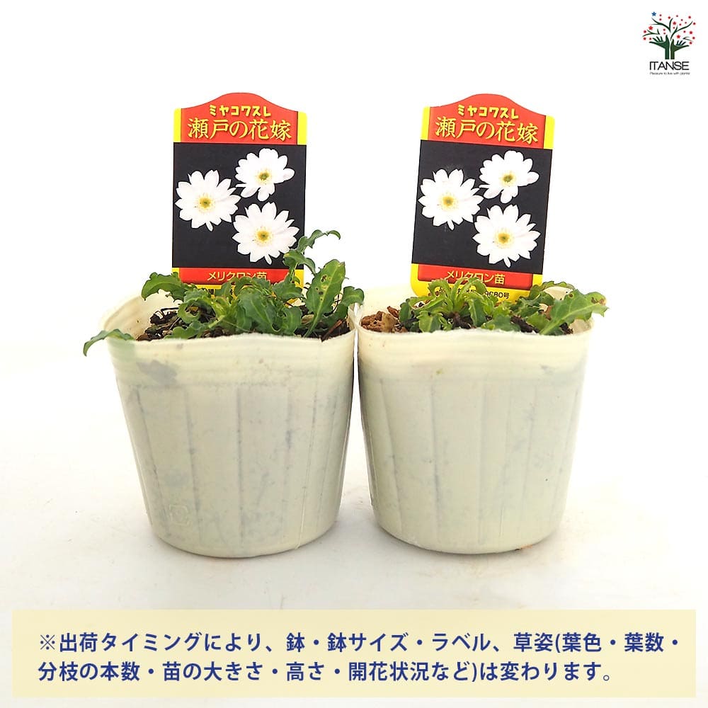 都忘れ(ミヤコワスレ) 瀬戸の花嫁 【花苗 3号】｜ 【植物の